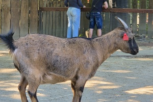 Zoološki vrt, koza