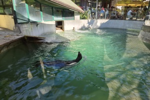 Zoološki vrt, morski lav