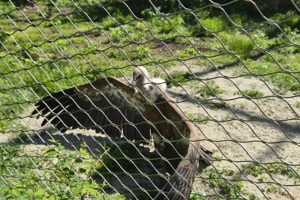 Zoološki vrt, bjeloglavi sup