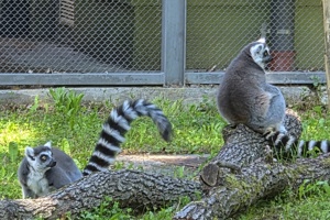 Zoološki vrt, lemur (3)