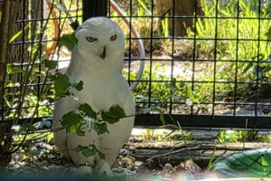 Zoološki vrt, sova (2)