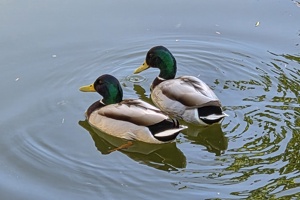 Zoološki vrt, patke