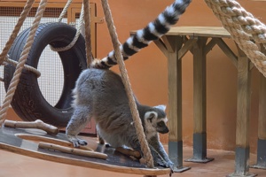 Zoološki vrt, lemur (5)
