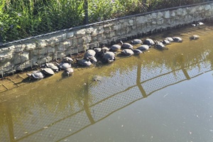 Zoološki vrt, kornjače (1)