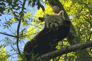 Zoološki vrt, crvena panda