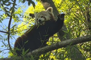 Zoološki vrt, crvena panda (3)