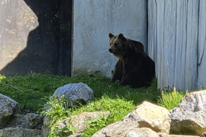 Zoološki vrt, medvjed