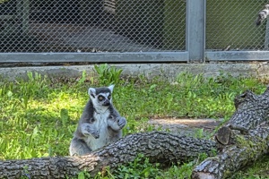 Zoološki vrt, lemur (4)