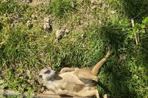 Zoološki vrt, merkat (3)