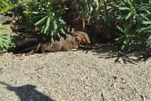 Zoološki vrt, mungos