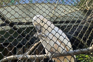 Zoološki vrt, kakadu (1)