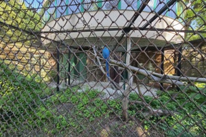 Zoološki vrt, papiga