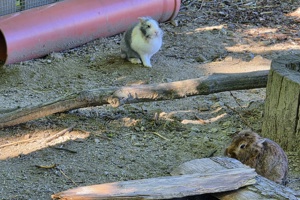 Zoološki vrt, zec (1)