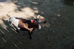 Zoološki vrt, koza (1)