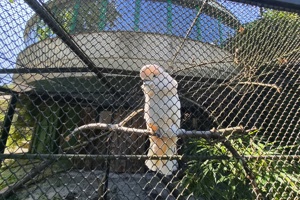 Zoološki vrt, kakadu