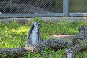 Zoološki vrt, lemur (2)