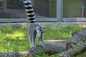 Zoološki vrt, lemur (1)